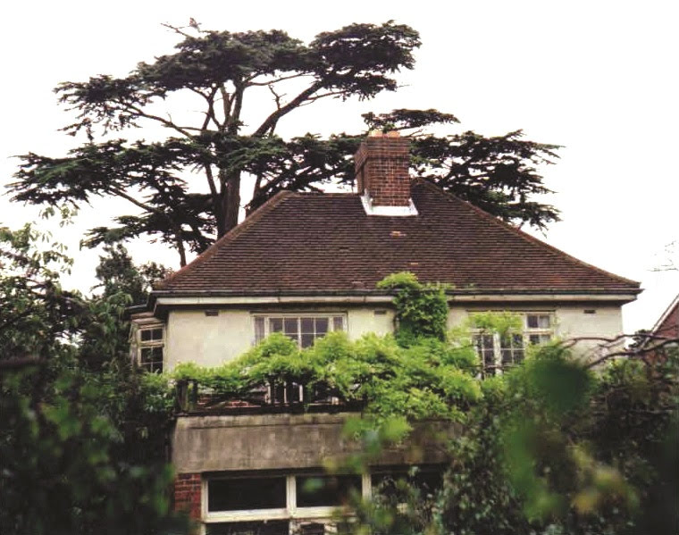 House Cedar Tree Background